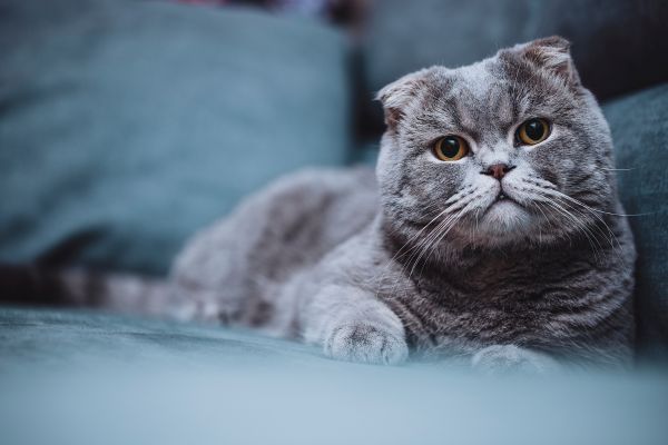 Grey Scottish Fold Cat lying on a bed