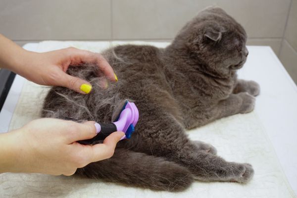 Scottish Fold Cat Being Brushed