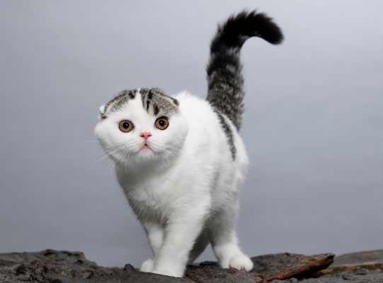 Scottish Fold Shorthair cat walking on stones