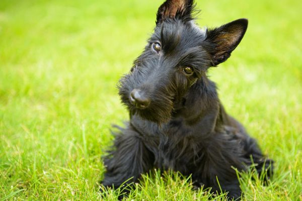 Black Scottish terrier close up