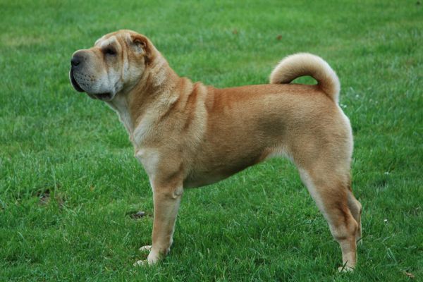 Shar-Pei dog standing in profile on the green grass