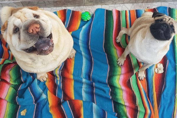 Sharpei and pug on a bright rug look up at the camera