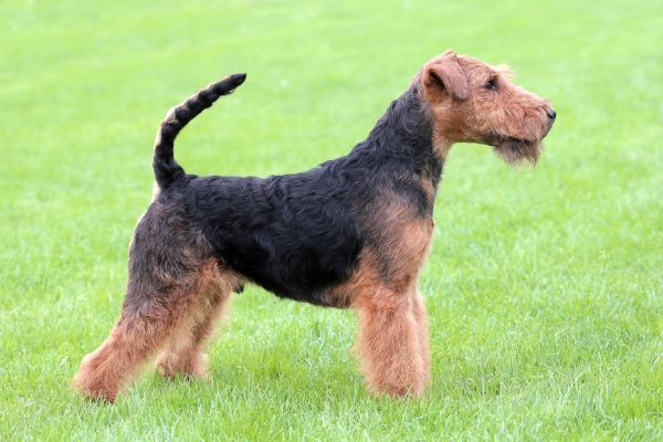 Show position Welsh Terrier dog