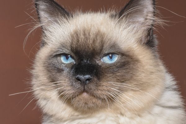 Siamese Cat with Striking Blue Eyes close up