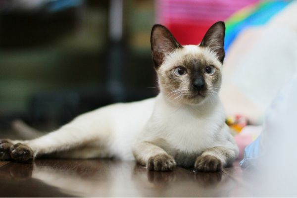 White Siamese cat lying on a table