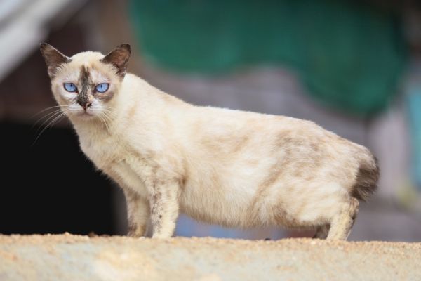 White Siamese cat with blue eyes standing