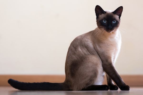 Siamese cat sitting on the floor looking towards the camera