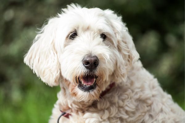 Close up of a Soft Coated Wheaten Terrier Outside