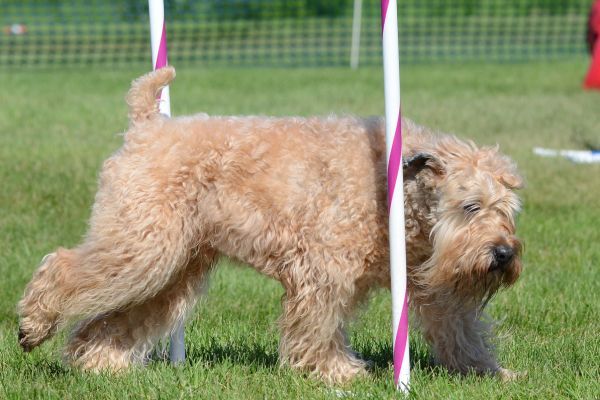 Soft-Coated Wheaten Terrier at a Dog Agility Trial