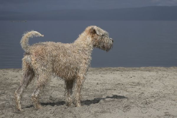 Soft coated wheaten terrier standing on the beach