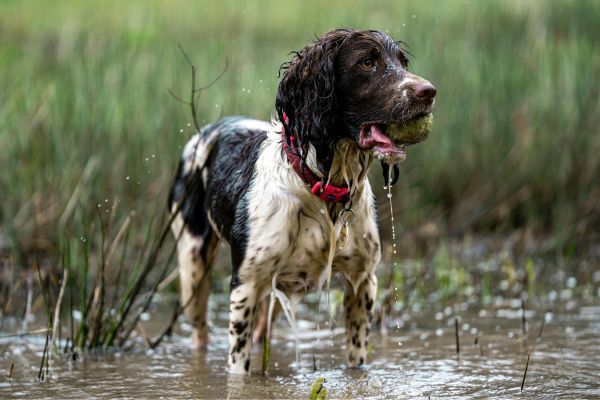 Springer Spaniel Playing in Muddy Water at Wetlands