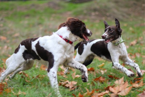 Springer spaniel reunion