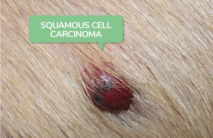 Squamous cell carcinomas in dogs.
