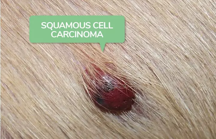 Skin Cancer Spots On Dogs