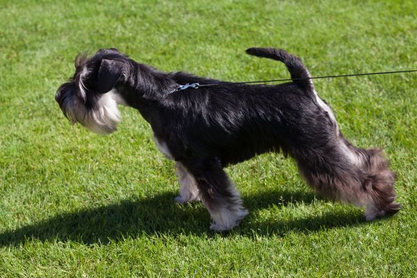 Standard Schnauzer dog