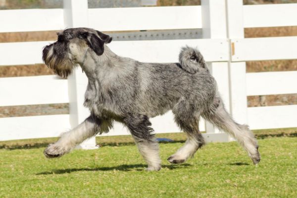 Standard Schnauzer running