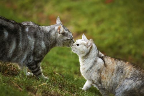 Studio Noah Pet Photography Cat Kiss