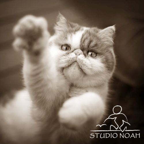 Studio Noah Pet Photography Cat