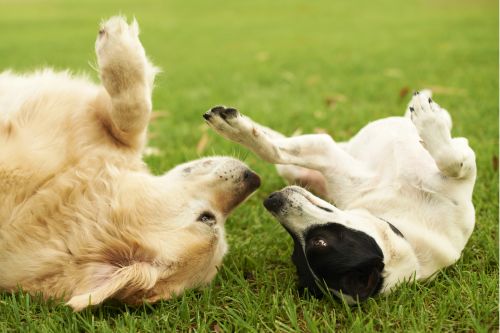 Studio Noah Pet Photography Dogs on Grass