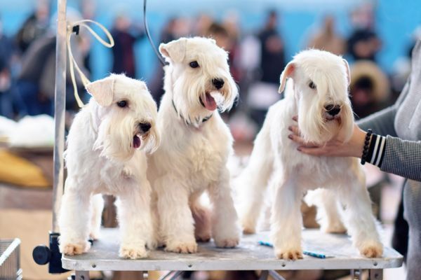 Three Irish Soft-coated Wheaten Terrier dogs on the grooming table waiting for a clip