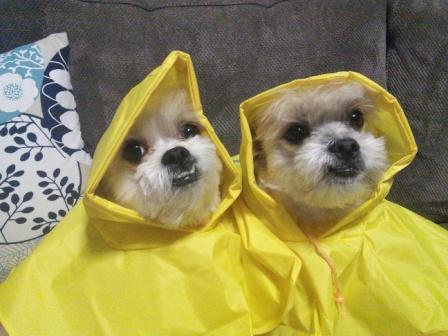 Tom and Harry in Raincoats