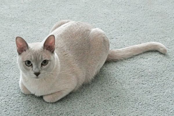White Tonkinese cat lies on the carpet