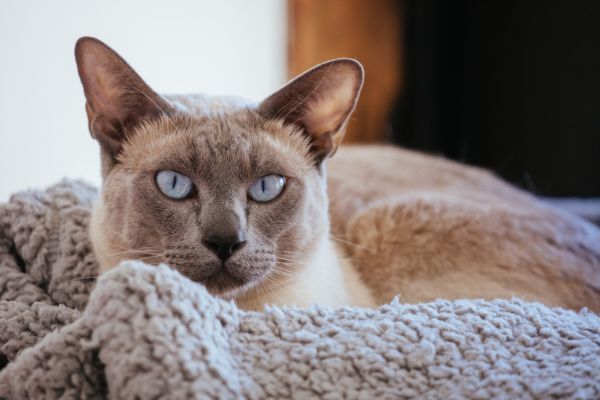 Tonkinese cat in Australia lies on the cosy blanket
