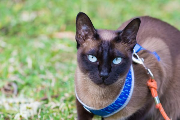 Tonkinese cat on a leash