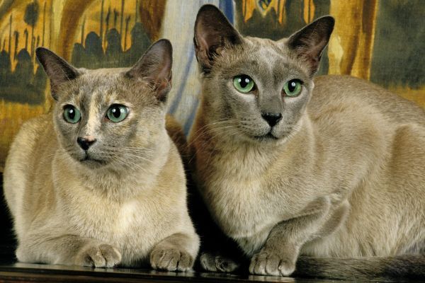 Two Tonkinese cats lying next to each other