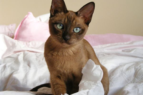 Cute brown Tonkinese kitten sits on the bed
