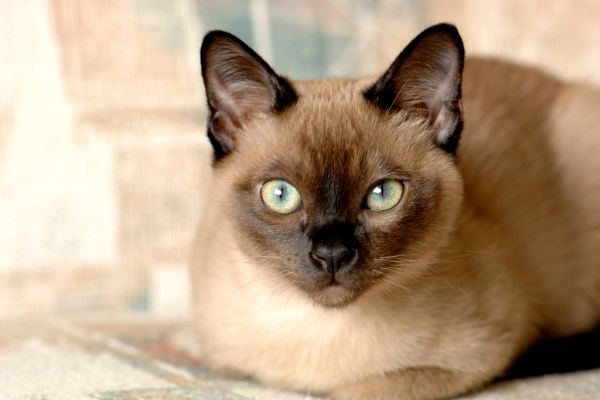 Tonkinese cat lies down indoors