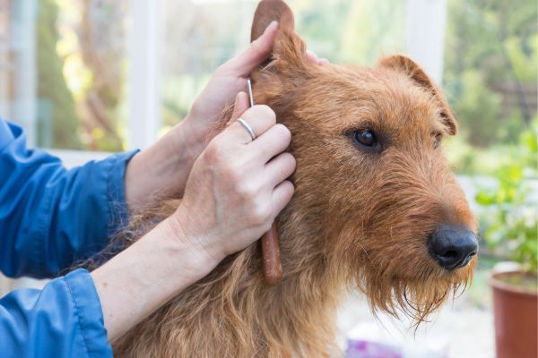 Trimming the Irish Terrier dog