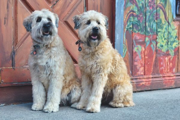 Two Irish soft-coated wheaten terriers sit next to each other outside on leads