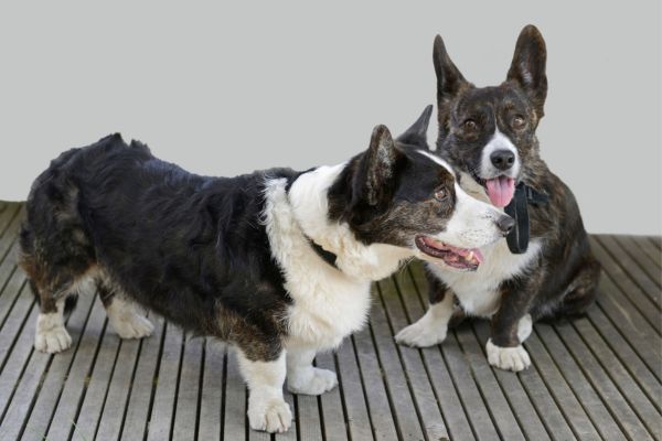 Two black and white welsh corgi dogs