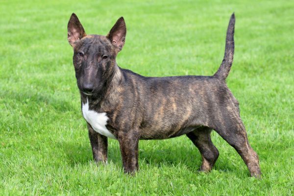 Typical Miniature Bull Terrier in the garden
