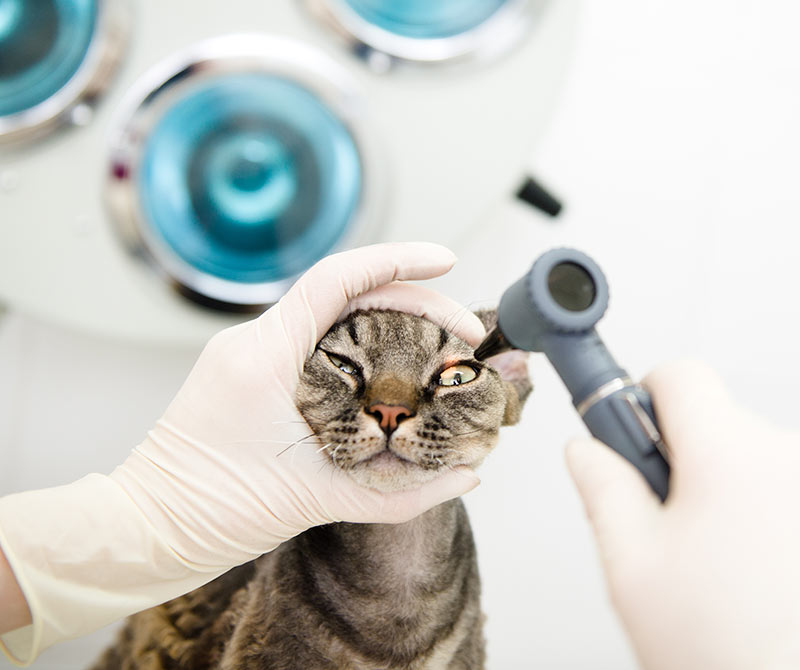 Vet doctor examining pet cat eyes