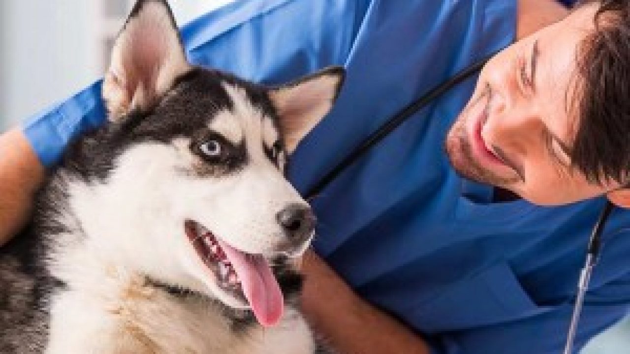 top 10 healthy dog breeds