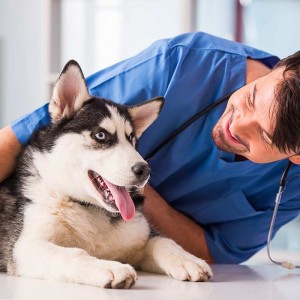 Top 10 Most Common Health Problems For Dogs