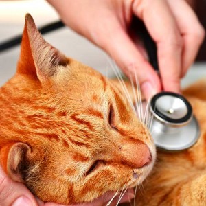 Top 10 Most Common Health Problems For Cats