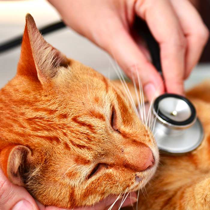 Veterinarian-examining-kitten-in-animal-hospital-Top10-Most-Common-Health-Problems-For-Cats