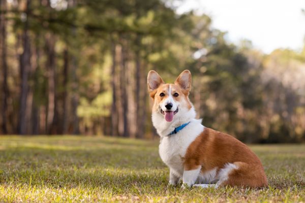 Welsh Corgi dog sitting outdoors