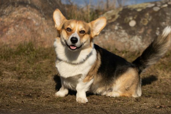 Welsh Corgi sitting outdoors on a sunny day in Wales
