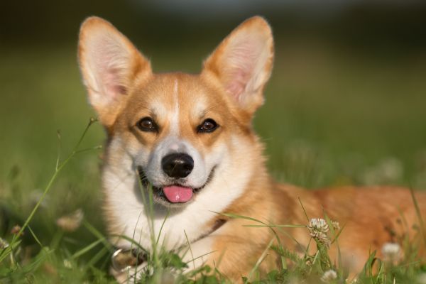 Welsh corgi dog smiling face close up
