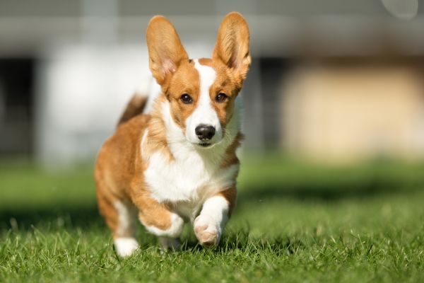 Welsh corgi dog running fast