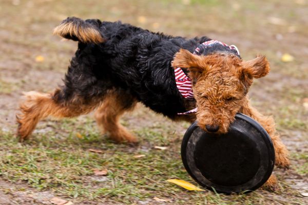 Welsh terrier dog catches Frisbee on the field in autumn