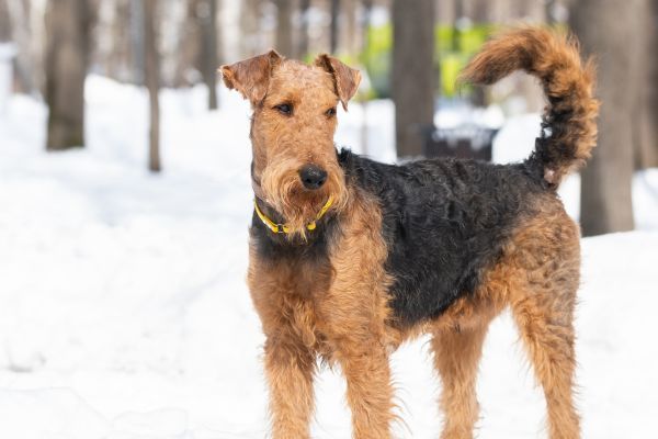 Welsh terrier standing outside on white snow