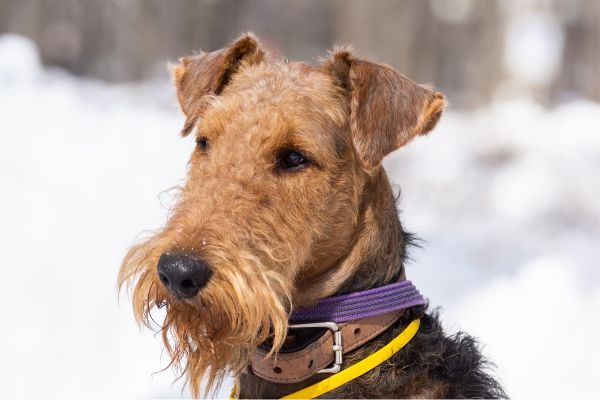 Close up of face of cute Welsh Terrier