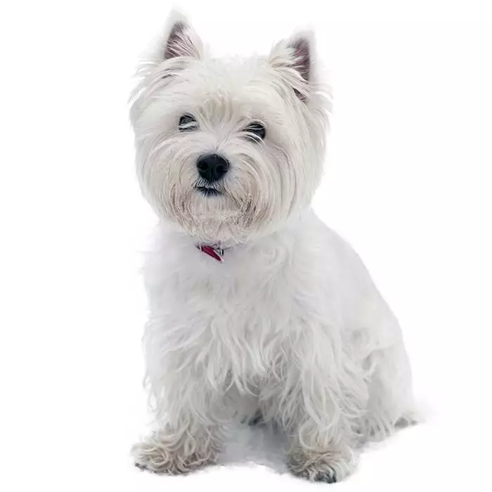 highland dog breed