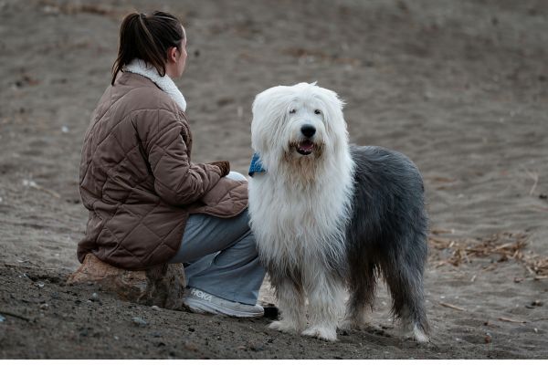 Female and Old English Sheepdog on the beach