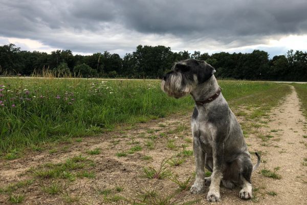 York the standard schnauzer
